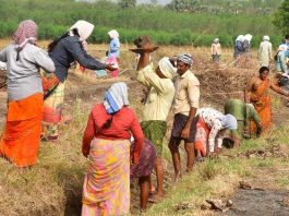 Study Shows MGNREGA Boosts Livelihood and Forest Cover in Himachal Pradesh