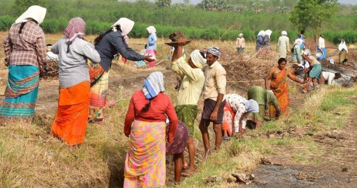 Study Shows MGNREGA Boosts Livelihood and Forest Cover in Himachal Pradesh