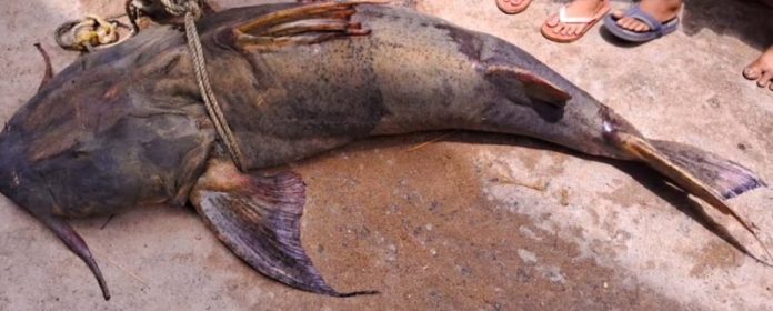 Massive Fish From Mahanadi Stuns Binika: Weighs 100 Kg